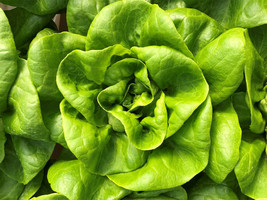 Lettuce Seeds 600 Bibb Butterhead Vegetable Fresh Garden Fast Shipping - $3.98