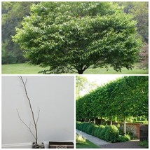 6-18&quot; Tall Live Plant Quart Pot American Hornbeam Tree Carpinus caroliniana - £55.87 GBP