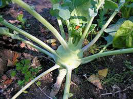 Grow In US Kohlrabi Early White Vienna Heirloom 25 Seeds A Culinary Delight - £6.97 GBP