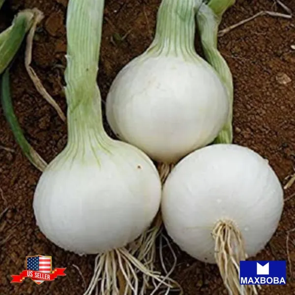 240+ Short Crystal White Wax Onion Seeds Non Gmo Heirloom Fresh Garden - £5.51 GBP