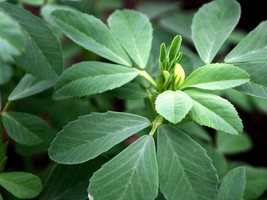 THJAR FENUGREEK Herb Seeds heirloom trigonella foenum-graecum Hu Lu Ba M... - $48.61 MXN