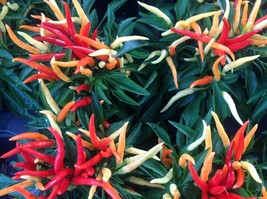 Usa Seller Fire On The Mountain Pepper Seeds Fresh New - £14.89 GBP