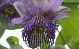 FREE SHIPPING Passiflora seemannii Seemanns Passion Flower 5 Seeds - £17.30 GBP