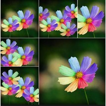 50 Amazing Rainbow Coreopsis Cosmos Seeds - $91.60 MXN