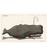 13214.Decor Poster.Home wall.Room vintage art design.Whale old illustration - $23.47 CAD+