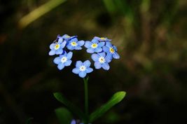 Ship From Us 750 Forget Me Not Seeds, ZG09 - £12.10 GBP