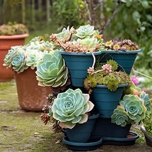 200 Seeds Succulent Cactus Bonsai for Home &amp; Garden Pot Plant - £11.98 GBP