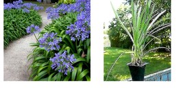 Agapanthus africanus - Agapanthus Lily of the Nile - Live Plant GARDEN - £30.36 GBP