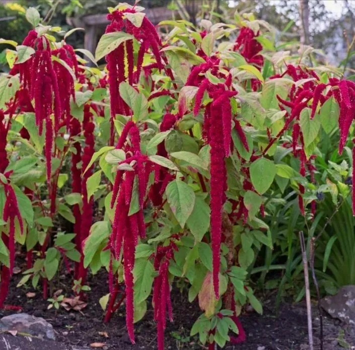 Amaranthus Caudatus Red Flower 50 Seeds - £7.56 GBP