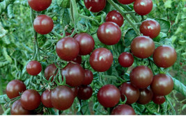 30 Chocolate Cherry Tomato Seeds Quick Plant Heirloom Seeds Swift Beauty - $8.35