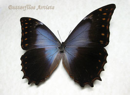 Rare Morpho Theseus Schweizeri Real Butterfly Framed Entomology Shadowbox - $119.99