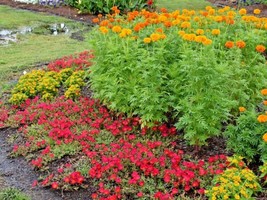 301 African Marigold Flower Seeds 3 Tall Deer Resistant Container Pollinators - £8.67 GBP