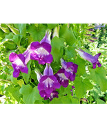 10 Mixed Dragonsnap Vine Asarina Scandens Climbing Snapdragon Flower See... - $12.00