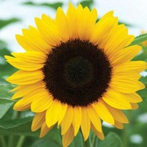 50 LARGE Sunflowers Yellow HUGE Seeds Garden Plants - £10.91 GBP