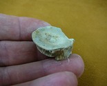 F328-11) 1&quot; fossil Shark vertebrae bone disk bony segment vert vertebrat... - $8.59