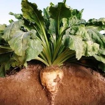 Fresh 250 Sugar Beet Seeds Beta Vulgaris - $8.98