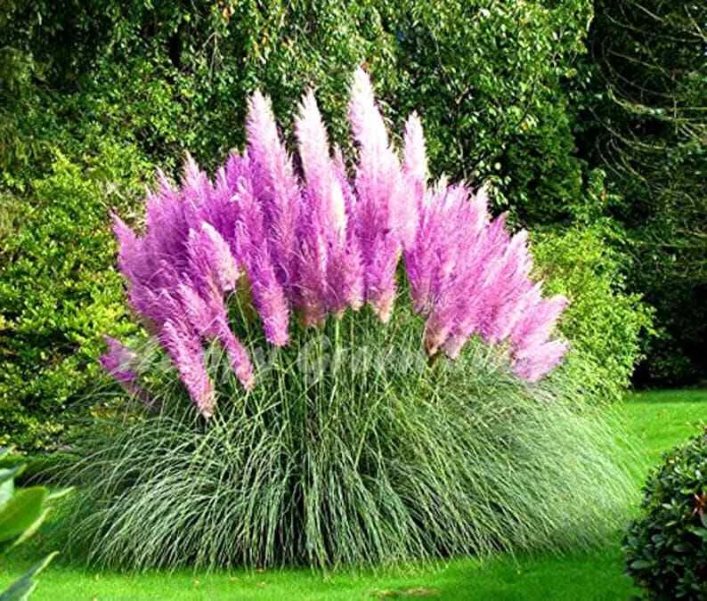 Purple Pampas Grass 200 Seeds Selloana Ornamental Flower Garden Plants - $8.98