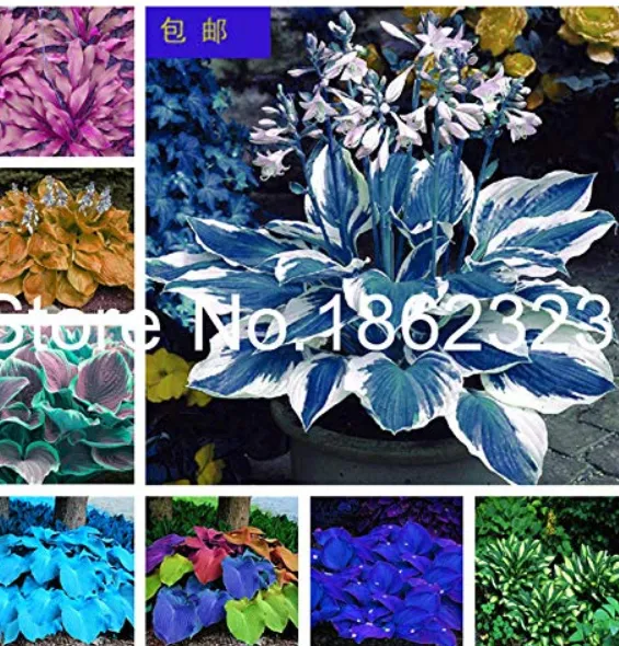 Colorful hosta Flores Indoor Bonsai Flower plantas Coleus Genus Planting... - $9.99+