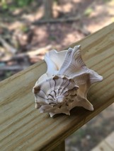Nautical Decor 6-7&quot; Florida Lightning (Left Handed) Whelk Seashell - $244.02 MXN