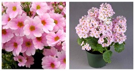 100 seeds Primrose-Fairy- Primula Malacoides- Pink Seeds Fresh Garden Seeds - £17.68 GBP