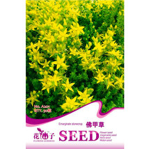  Aizoon Stonecrop Sedum 50 Succulents Seeds - £4.93 GBP