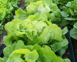 Lettuce Seed Bibb Leaf Lettuce Heirloom Non Gmo Organic 200 Seeds Seeds ... - $8.99