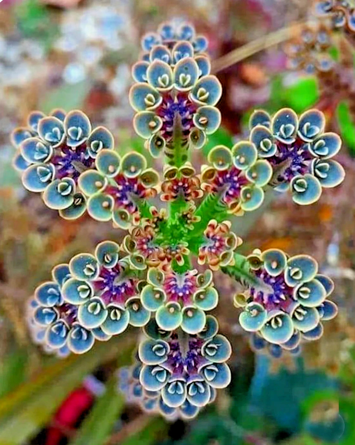 Mother Of Millions (Kalanchoe Tubiflora Drought Tolerant Plant Seed -100 Seeds U