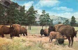 Buffalo Bison Unposted Vintage Postcard Old West Herd - £7.78 GBP