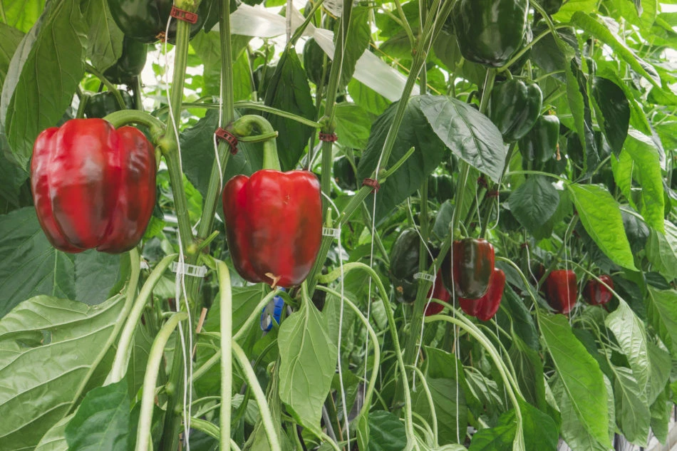 PEPPER SWEET RED GIRL BELL GL 500 SEEDS - $31.91