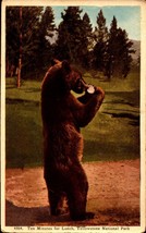 Standing Bear &quot;Ten Minutes for Lunch&quot; Yellowstone National Park WB POSTCARD BK63 - £3.11 GBP