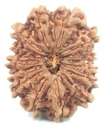 Super Collector 15 Mukhi Rudraksha - Nepal - 29.18 mm - IGL Certified - $16,263.59 MXN