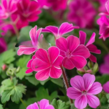 JGBO 25 Seeds Pink Geranium Flowers Pelargonium USA Seller - £8.11 GBP