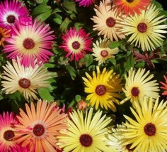 Fast Ship USA Seller Ice Plant Flower Seeds 2000 Mixed Color Annual Livingstone  - £3.70 GBP