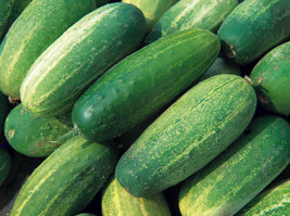 50 Pcs National Pickling Cucumber Seeds #MNHG - £9.99 GBP