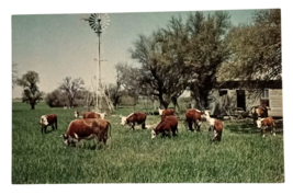 Texas Cattle at Watering Time Cows Landscape Scenic View TX Postcard c1960s (b) - £5.51 GBP