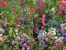 200+ Seeds Partial Shade Wildflower Mix Colorful Mixture 13 Species - £9.37 GBP