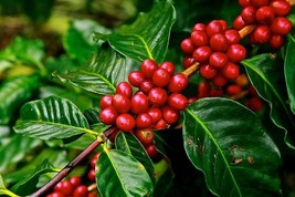 Daun Kopi / Coffee arabica L. Leaf (Dried), 80 Gram - €14,23 EUR