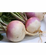 SEED Purple Top White Globe- The traditional American Heirloom Turnip - €2,90 EUR+