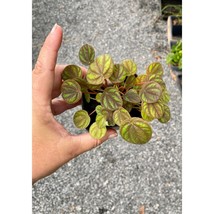 Peperomia or Radiator Plant Peppermill 2.5 Inch Tall Pot Live Plant - £9.28 GBP