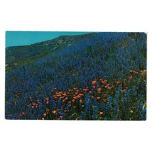 Vintage Postcard California Poppies Lupine Mountain Floral Landscape Flowers - £5.08 GBP