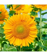 New Fresh 50 Helianthus Seeds Sunflower Procut Lite Gold Cut Flower Seed... - $27.11 CAD