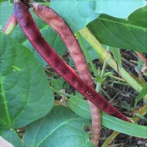 Red Ripper Cowpea Seeds Southern Cow Pea Bean Cover Crop Vegetable Seed  - £4.74 GBP