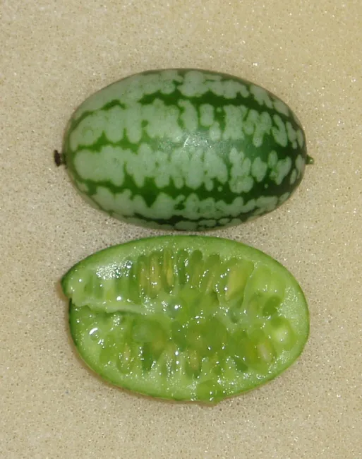Mouse Melon (Cucamelon) 10 Seeds Heirloom Fruit Cucurbit Culinary Plant Fresh Ga - £15.93 GBP