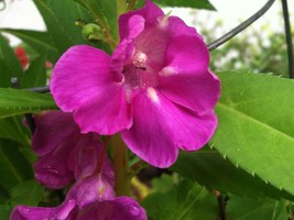 Fast Ship USA Seller Impatiens Balsamina Rose Balsam Touch Me Not 10 Seeds - $33.90