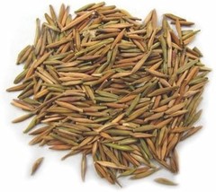 Karva Indrajau bitter oleander whole Holarrhena pubescens organic free shipping, - £6.17 GBP+