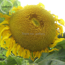 Heirloom Baby Girl Giant Face Yellow Sunflowers, 15 Seeds, beautiful herb flower - £6.04 GBP