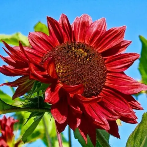 Sunflower Red Giant Ornamental Titan 25 Fresh Seeds for Planting - £14.87 GBP