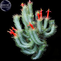 BELLFARM Tillandsia Funckiana Air Plant Seeds approx 10 Seeds green with red flo - £14.59 GBP