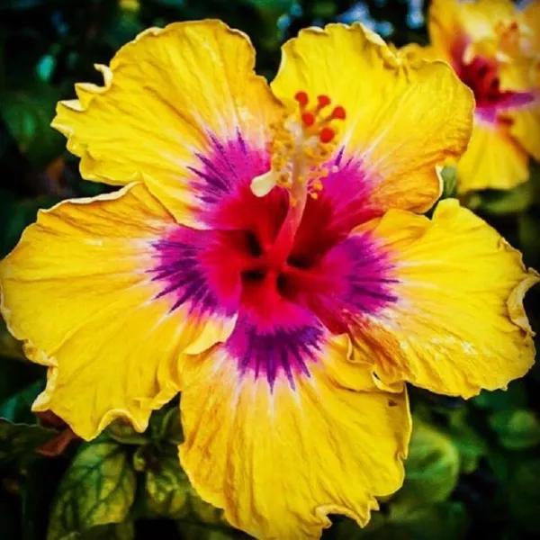 New Fresh 20 Yellow Pink Hibiscus Seeds Flower Flower Tropical See - £10.63 GBP
