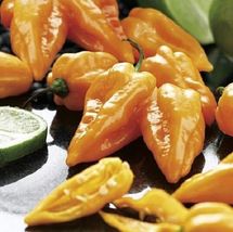 20 Seeds Pepper Capsicum Chinense Magnum Hot Habaneros Bright Orange Hig... - £17.36 GBP
